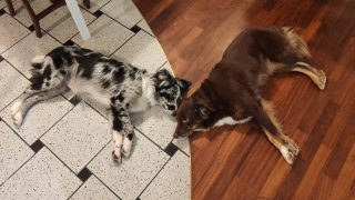 We are so stylish, our dogs match the floor perfectly 😂
#BuyingDogsForColor