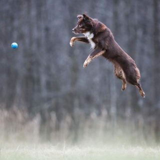 My heart dog Beam is celebrating her 7th birhday today! Happy birthday to the best doggo 🥰
#workingaussies #workingaustralianshepherd #aussiesofinstagram #australianshepherdclubofamerica