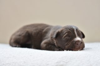 Our puppies are 2 weeks old today!#australianshepherd #workingaussie "workingaustralianshepherd #asca #aussiepuppies #puppies