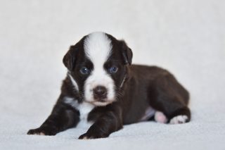 Our puppies are 3 weeks old already!#workingaussies #workingaustralianshepherd #asca #australianshepherdpuppies #australianshepherd #puppies