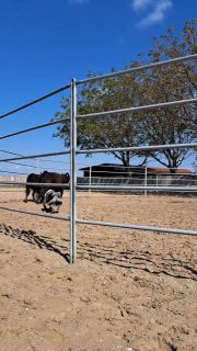 Little cowdog Bass 😎Hvala Vascer Quarter horses za priložnost!