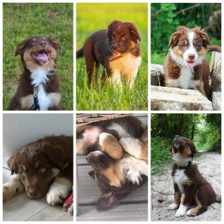 Happy 6th birthday to our Quickbeam puppies! ❤️