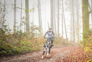 Alfi (Quickbeam Eleos, Irra x Nap) in njegova vodnica sta res vsestranska. V nedeljo sta se udeležila Fitmin tekme v bikejoringu. Bravo!!Foto: Anja Vuk