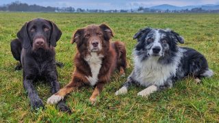 Tripple B - Berus, Beam & BassBerus was on vacation with us recently ❤️