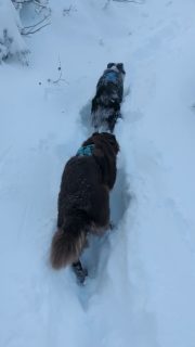 Dashing through the snow #quickbeam #australianshepherd #workingaustralianshepherd #snow #hikingwithdogs