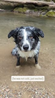 Are you cold?#australianshepherd #workingaussie #bass #imnotcold
