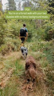 Forest walk 🌲Is anyone else loving this fresh weather? So much better than 38 degrees!#australianshepherd #quickbeamaussies #workingaussie #hikingwithmydog