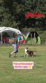 Enodnevni seminar vas bo popeljal v zabaven in razburljiv svet pasjega frizbija (znan tudi kot dogfrisbee), ki ga bo vodila najizkušenejša in najuspešnejša igralka v Sloveniji, Jean McCollister, ob pomoči avstralske ovčarke Maisie. Če se boste po preizkusu odločili, da je to primerna in prijetna aktivnost za vas in vašega psa, lahko nadaljujete s treningom v tedenskem tečaju v Komnu, Domžalah ali Mariboru.Na seminarju bomo obravnavali naslednje teme:
osnovni meti (backhand, floater, roller)
komunikacija: kako igrati in sodelovati s svojim pasjim partnerjem
kateri frizbi je pravi za vas in vašega psa?
pregled tekmovalnih disciplin in organizacij
vprašanja in odgovoriSeminar bo sestavljen iz skupinskih metov brez psov ter individualnih treningov z vsakim vodnikom in psom. Pri delu uporabljam pristop, osredotočen na psa, ki je prijazen do živali, s poudarkom na dobrobiti in varnosti psov ter dobri komunikaciji med vodnikom in psom.Cena: 50 € za udeležence s psi in 20 € za udeležence brez psov (teorija in metanje). Število mest za udeležence s psi je omejeno.PRIJAVA: https://forms.gle/8qzYYFfzC31Duax4A#dogfrisbee #frizbi #pasjifrizbi #discdog #avstralskiovcar