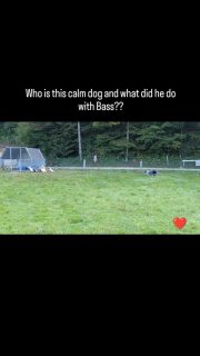 Bass has made soooo much progress in herding this year. I'm very proud of us and can't wait to see where our journey takes us.
#workingaussie #australianshepherd #avstralskiovcar #quickbeamaussies #bass #herding #herdingdogsofinstagram