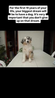 I have no idea what my life would be like without dogs, without my first dog Ginny. Having dogs has led me to meet so many amazing people and so many wonderful places.And my dream now? Dogs, dogs, dogs 😄#dogsarelove♥️